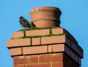 chimney bird